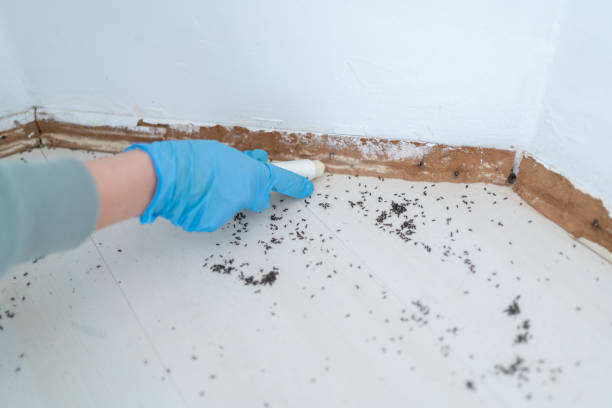 Best Insect Control  in Pelican Rapids, MN