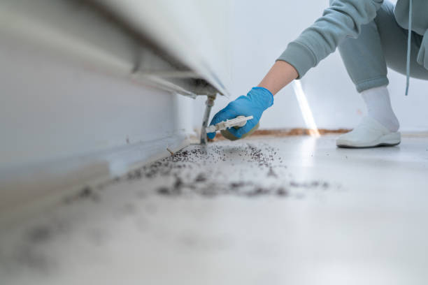Best Termite Control Services  in Pelican Rapids, MN